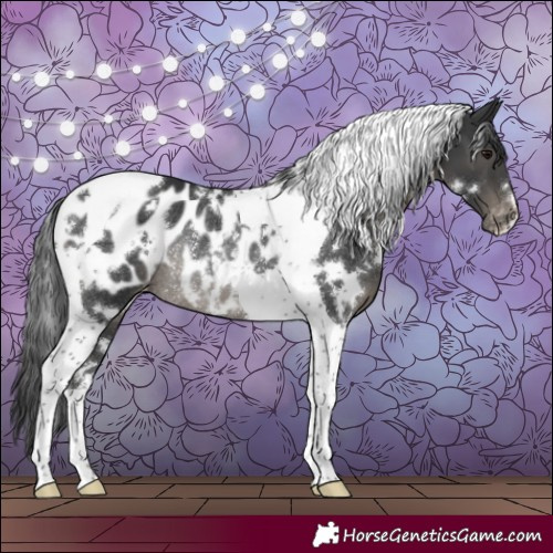 Horse Color:White Spotted Black Tobiano Appaloosa Rabicano 