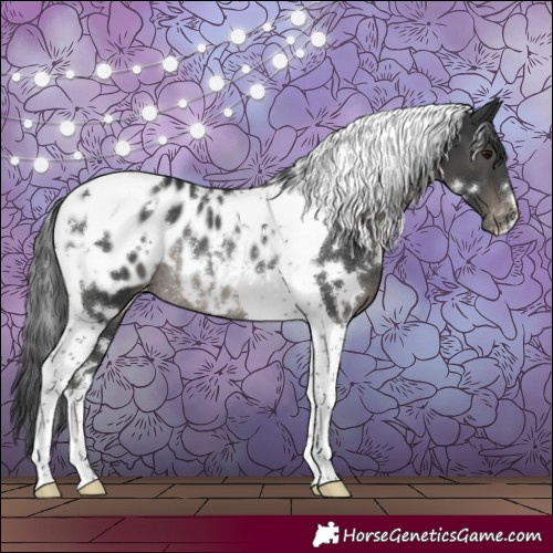 Horse Color:White Spotted Black Tobiano Blanket Rabicano 