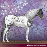 Horse Color:White Spotted Black Tobiano Blanket Rabicano