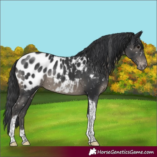 Horse Color:Black Tobiano Appaloosa Rabicano 