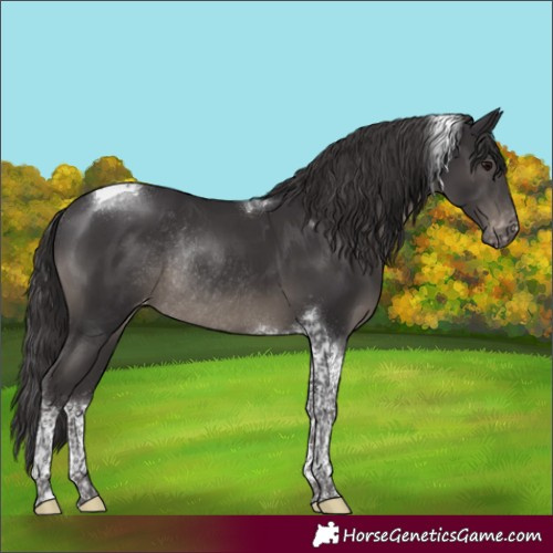 Horse Color:Smoky Black Tobiano Appaloosa Rabicano 