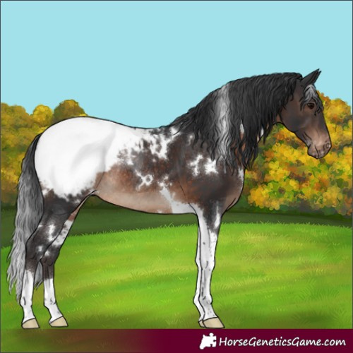 Horse Color:White Spotted Brown Tobiano Appaloosa Rabicano 