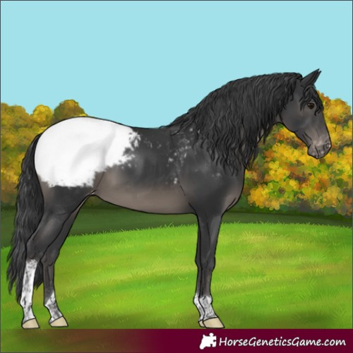 Horse Color:Black Sabino Tobiano Appaloosa 
