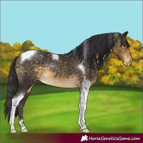 Horse Color:Buckskin Tobiano Appaloosa Rabicano