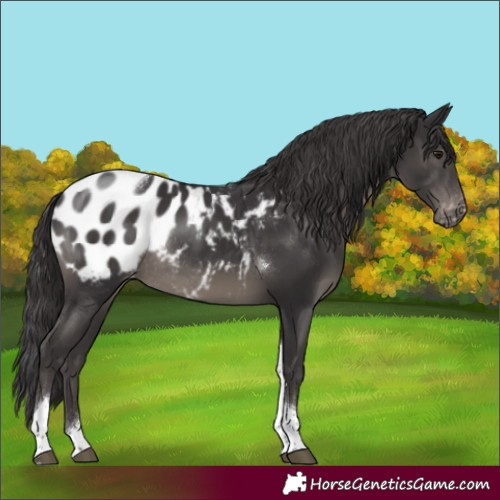 Horse Color:Smoky Black Tobiano Appaloosa Rabicano 