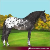 Horse Color:Smoky Black Tobiano Appaloosa Rabicano