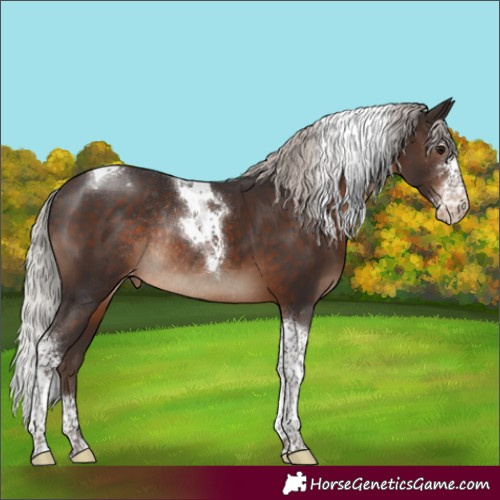 Horse Color:Silver Brown Sabino Tobiano Appaloosa Rabicano 