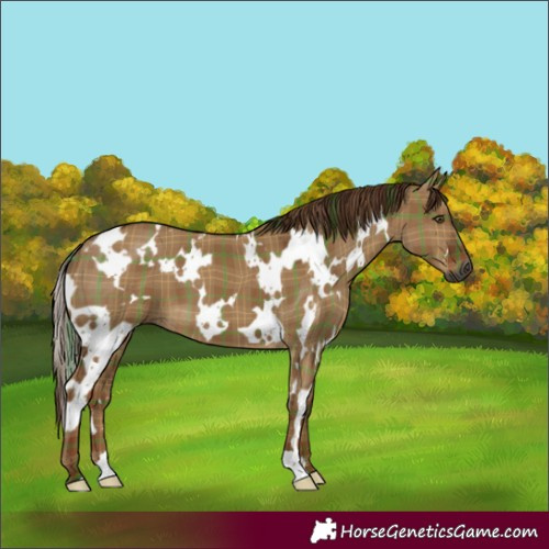 Horse Color:Gray Plaid White Spotted Red Dun