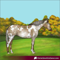 Horse Color:Gray Plaid  White Spotted Red Dun 