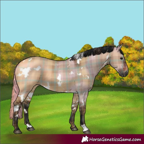 Horse Color:Gray Plaid  White Spotted Bay Dun 