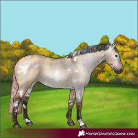 Horse Color:Gray Plaid  White Spotted Bay Dun 