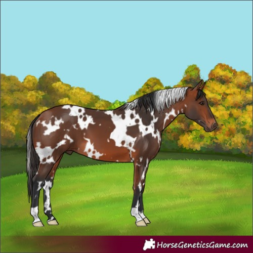 Horse Color:White Spotted Bay
