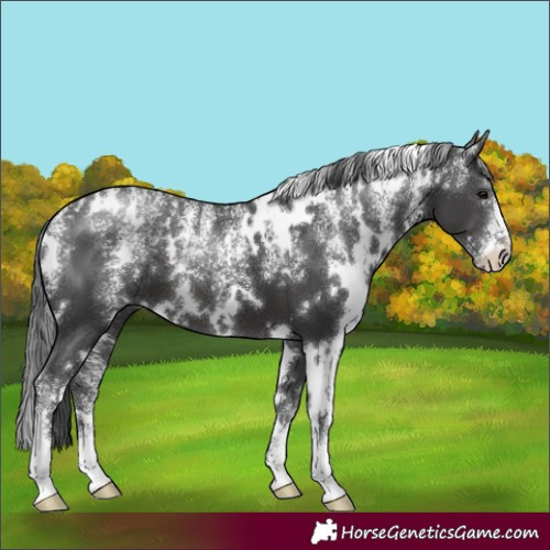 Horse Color:Powder White White Spotted Black 