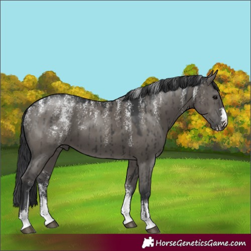 Horse Color:Powder White Grullo Brindle 
