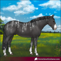 Horse Color:Powder White Black 