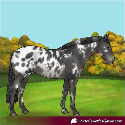 Horse Color:White Spotted Black Appaloosa