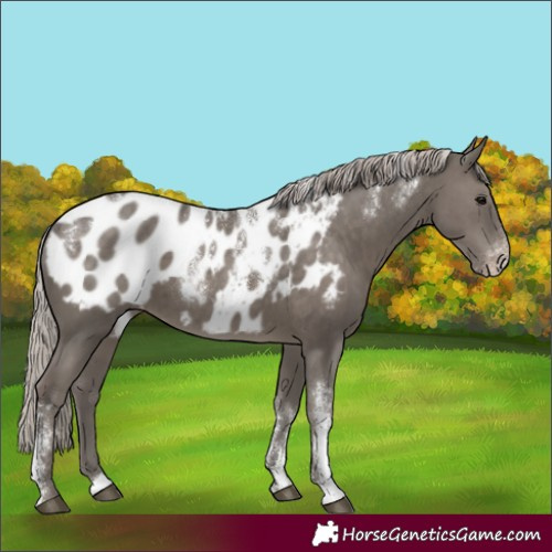 Horse Color:Powder White Silver Black Appaloosa 
