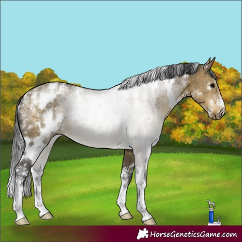 Horse Color:Powder White White Spotted Buckskin Dun 