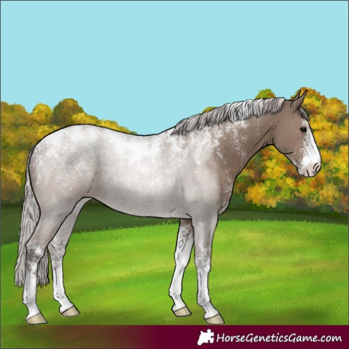 Horse Color:Powder White Silver Grullo