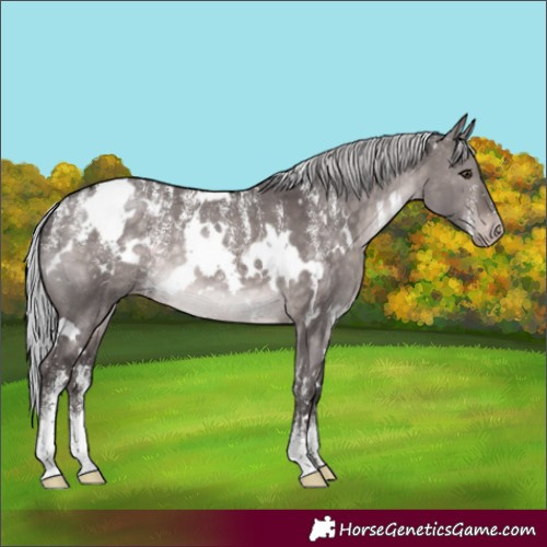 Horse Color:Powder White Platinum White Spotted Silver Brown Dun Appaloosa