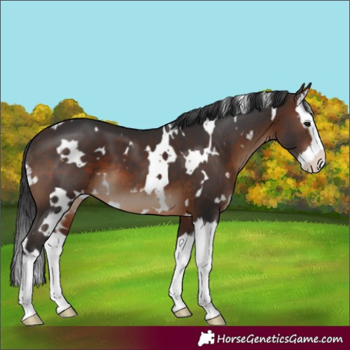 Horse Color:White Spotted Brown Splash 