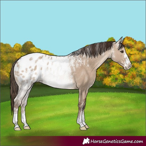 Horse Color:Powder White Liver Red Dun Appaloosa 