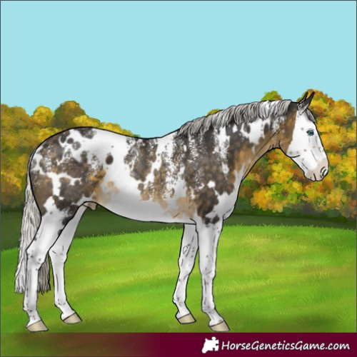 Horse Color:Powder White White Spotted Silver Buckskin Splash Appaloosa Rabicano 