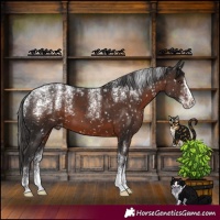 Horse Color:Powder White Liver Chestnut Splash Appaloosa Rabicano