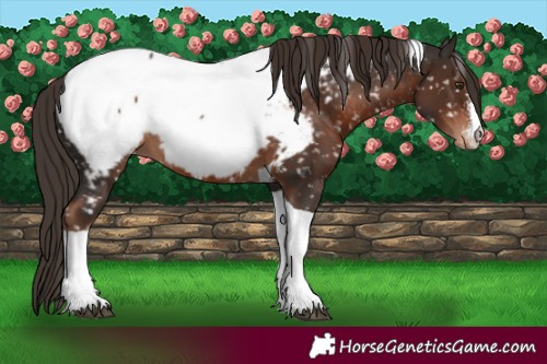 Horse Color:White Spotted Liver Chestnut Tobiano Appaloosa