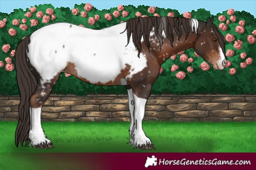Horse Color:White Spotted Liver Chestnut Tobiano Appaloosa 