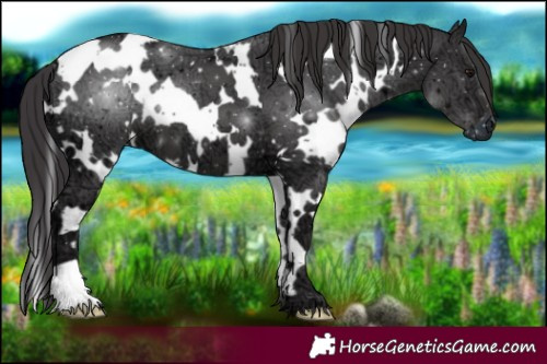 Horse Color:White Spotted Smoky Black Ice 