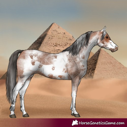 Horse Color:White Spotted Bay Roan Frame