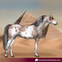 Horse Color:White Spotted Bay Roan Frame 