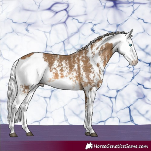 Horse Color:Chocolate Palomino Sabino Rabicano 