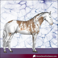 Horse Color:Chocolate Palomino Sabino Rabicano