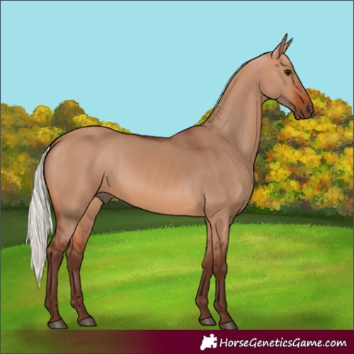 Horse Color:Silver Bay Dun 