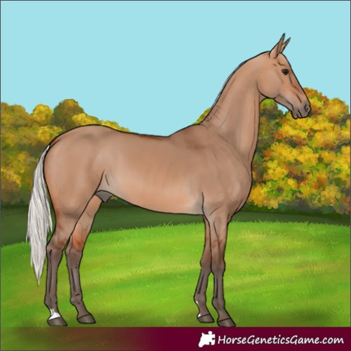 Horse Color:Silver Bay Dun 