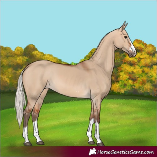 Horse Color:Silver Bay Dun 