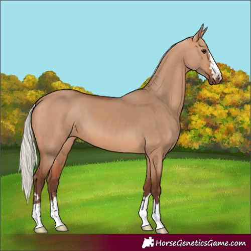 Horse Color:Silver Bay Dun 