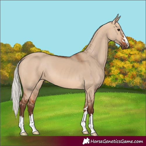 Horse Color:Silver Bay Dun 