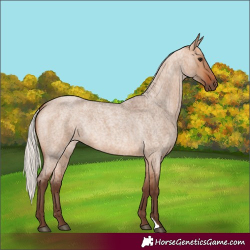 Horse Color:Silver Bay Roan Dun 