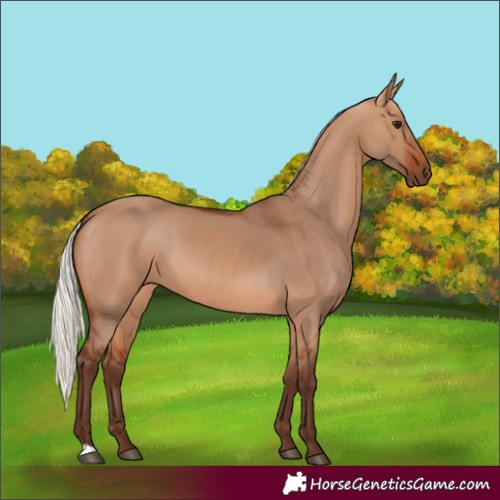 Horse Color:Silver Bay Dun 