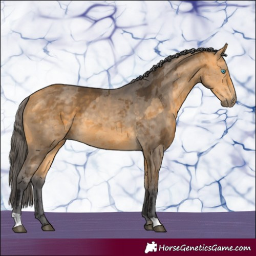 Horse Color:Buckskin Merle