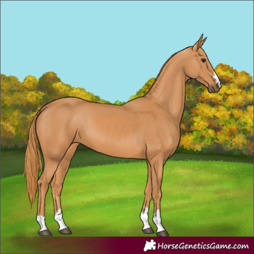 Horse Color:Chestnut 
