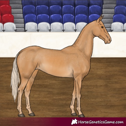 Horse Color:Palomino Appaloosa 