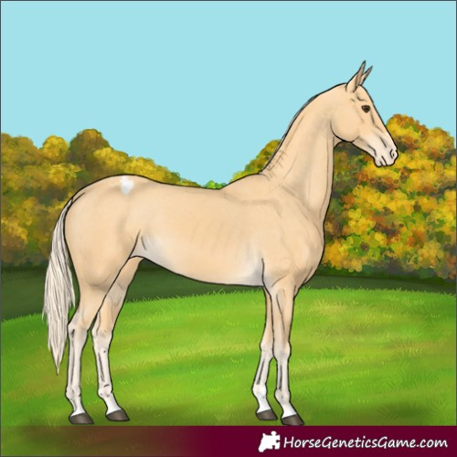 Horse Color:Palomino Appaloosa 