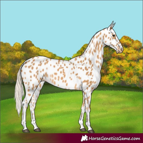 Horse Color:Palomino Appaloosa 