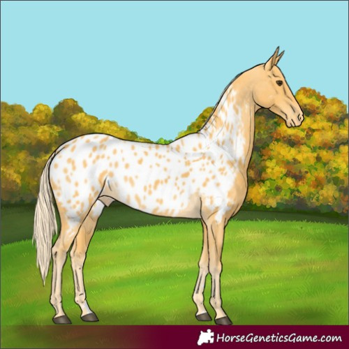 Horse Color:Palomino Appaloosa 