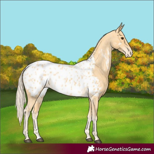 Horse Color:Palomino Near Leopard 