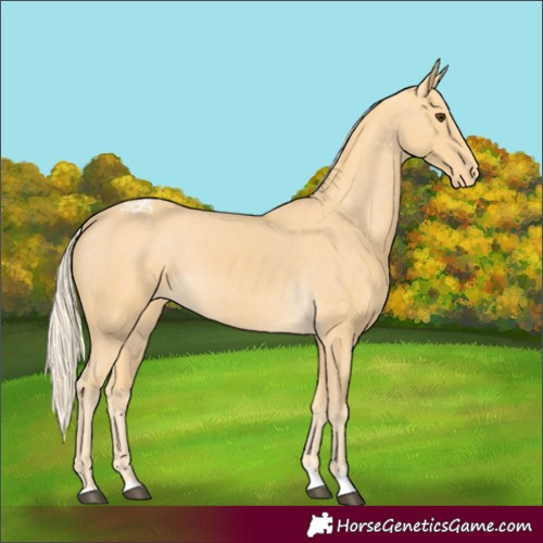 Horse Color:Palomino Appaloosa 
